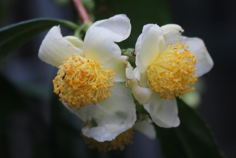 Photo of Tea Plant (Camellia sinensis) uploaded by RuuddeBlock