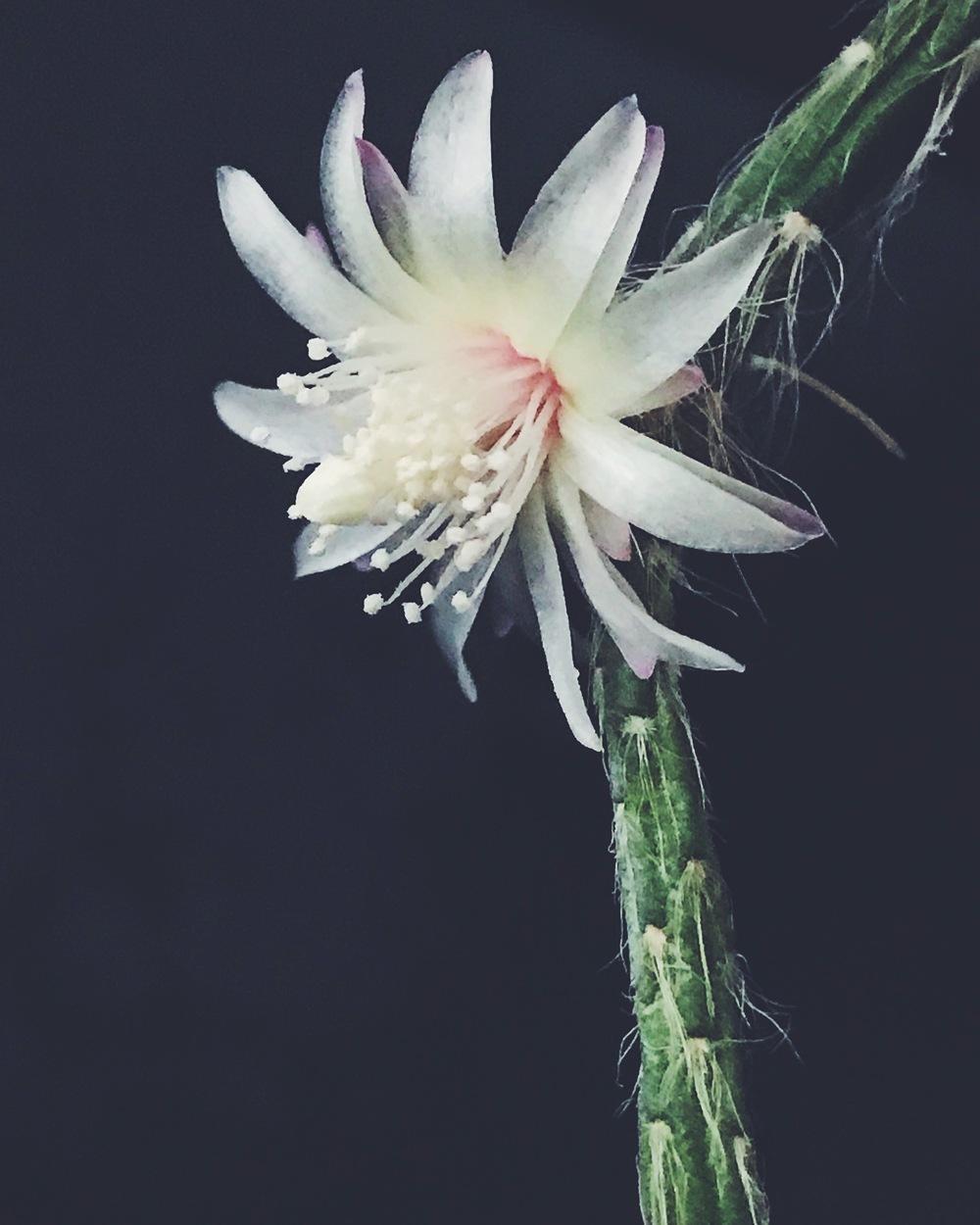 Photo of Mistletoe Cactus (Rhipsalis pilocarpa) uploaded by ljones26