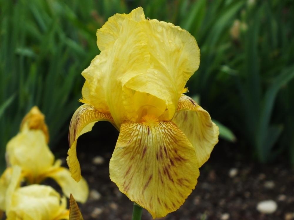 Photo of Tall Bearded Iris (Iris 'Alta California') uploaded by sunnyvalley