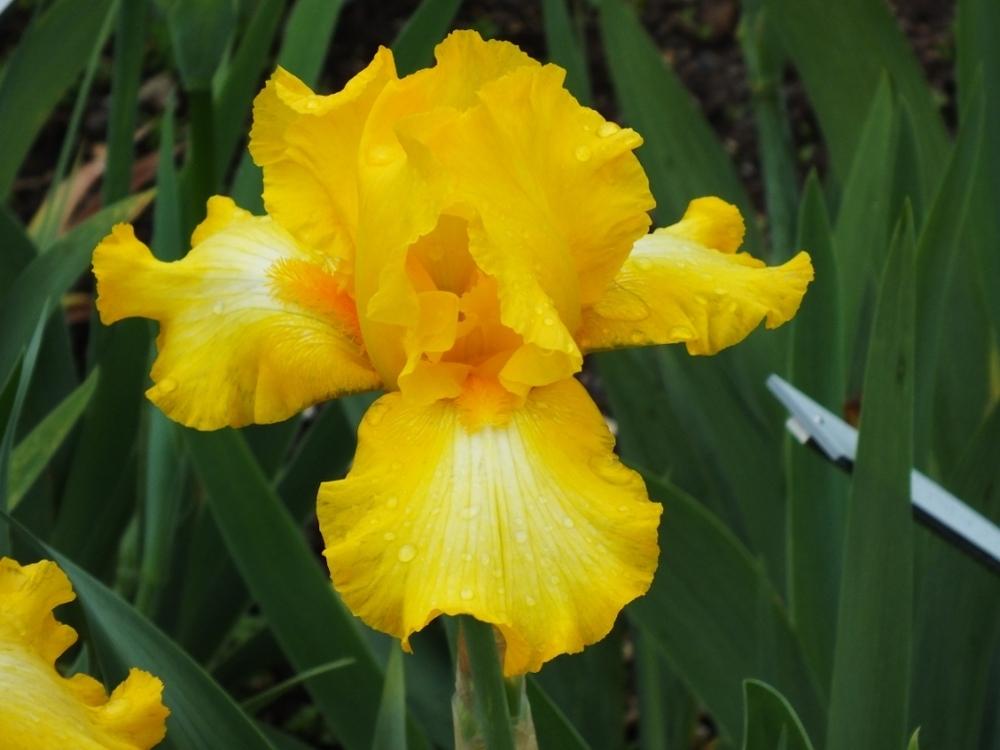 Photo of Tall Bearded Iris (Iris 'Warm Gold') uploaded by sunnyvalley