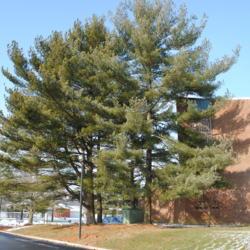 Location: Downingtown, Pennsylvania
Date: 2010-01-08
three mature trees