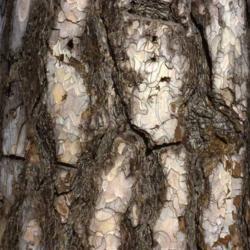 Location: Aurora, Illinois
Date: winter in 1980's
fully mature bark