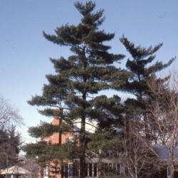 Location: Aurora, Illinois
Date: Winter in the 1980's
two large trees in a yard
