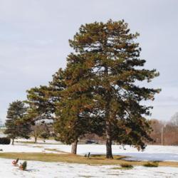Location: Pottstown, Pennsylvania
Date: 2013-12-21
mature trees in cemetery
