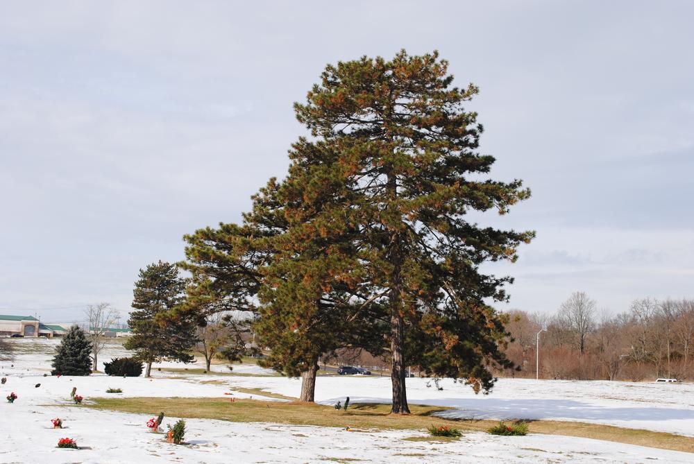 Photo of Austrian Pine (Pinus nigra) uploaded by ILPARW