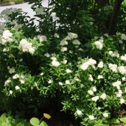 Location: West Chester, Pennsylvania
Date: 2010-06-14
a White Woodland Japanese Spirea S. japonica albiflora