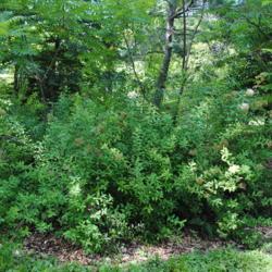 Location: Appalachian Collection of Morton Arboretum in IL
Date: 2016-07-18
full-grown shrub with most bloom gone