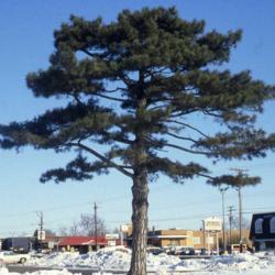 Location: Aurora, Illinois
Date: winter in 1980's
a lone mature planted specimen