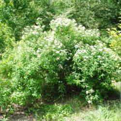 Location: Morris Arboretum in Philadelphia, PA
Date: 2016-06-15
full-grown shrub in bloom