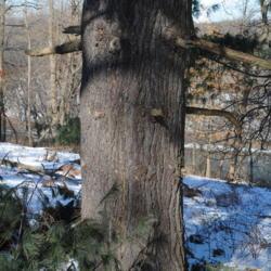 Location: Valley Forge Park in southeast PA
Date: 2014-01-30
a mature trunk