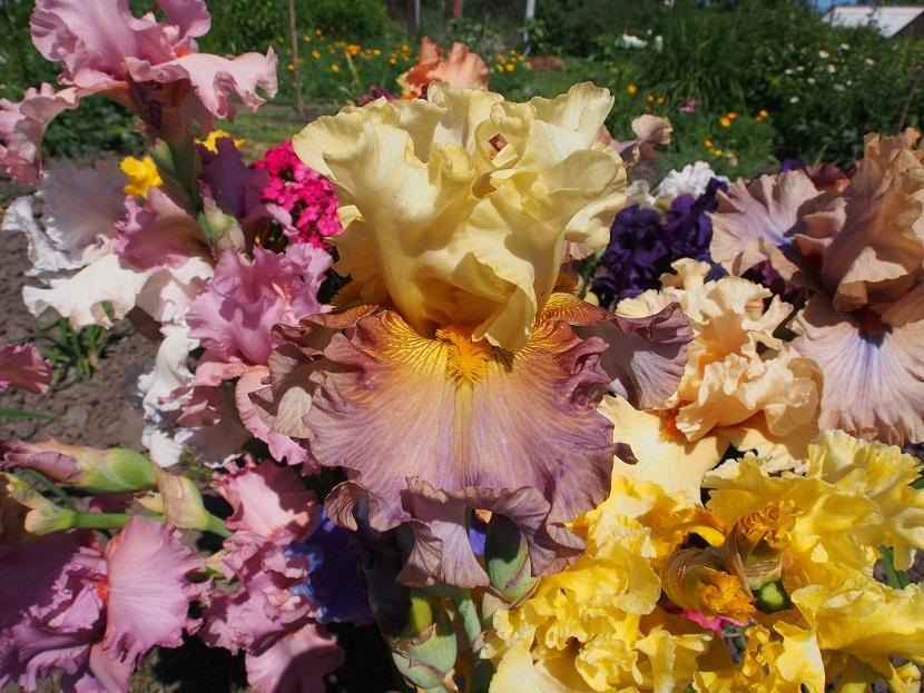 Photo of Tall Bearded Iris (Iris 'Sunshine on My Shoulders') uploaded by IaninaUkr