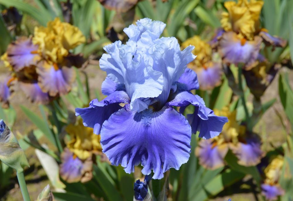 Photo of Tall Bearded Iris (Iris 'Major Issue') uploaded by KentPfeiffer