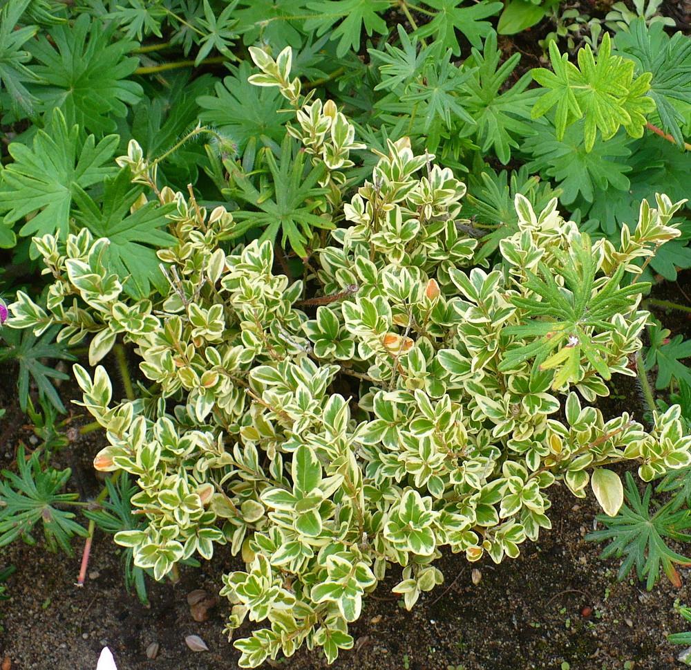 Photo of Variegated Boxwood (Buxus sempervirens 'Variegata') uploaded by HemNorth