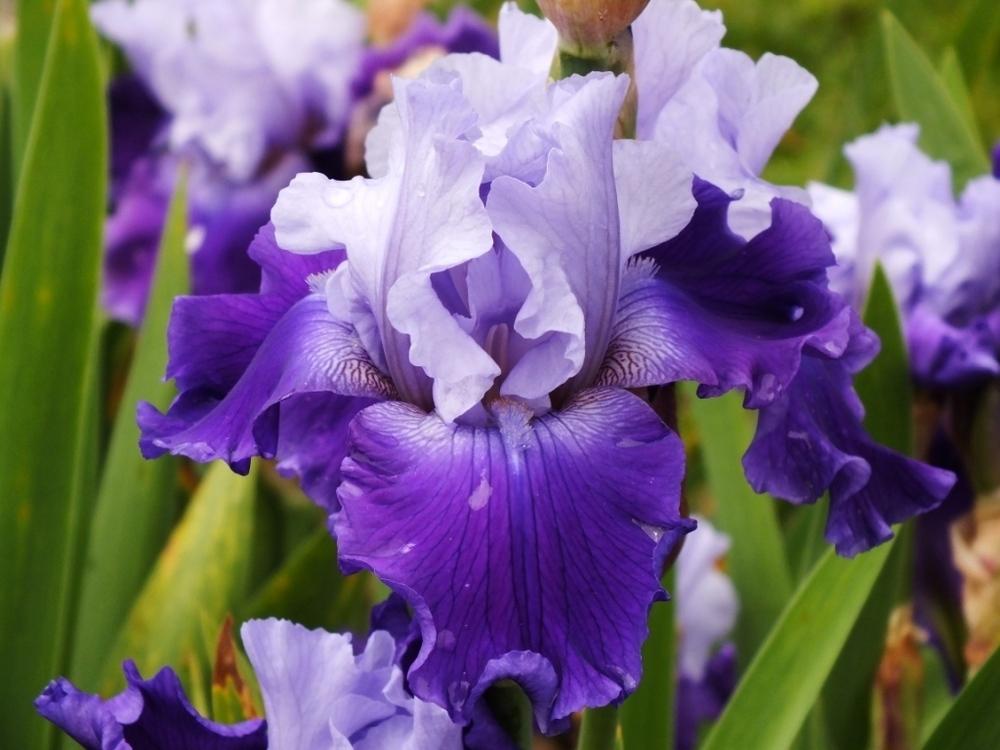 Photo of Tall Bearded Iris (Iris 'Dialogue') uploaded by sunnyvalley