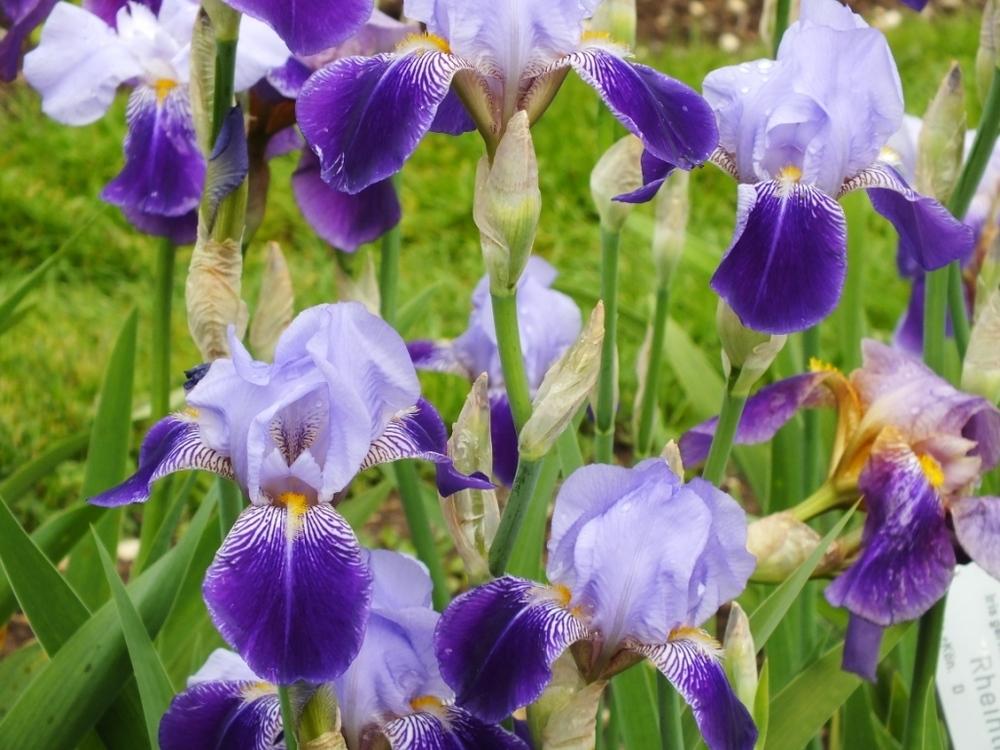 Photo of Tall Bearded Iris (Iris 'Rheintraube') uploaded by sunnyvalley
