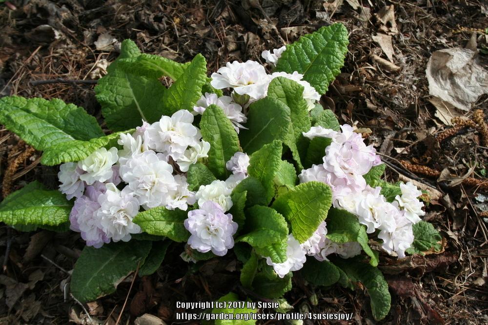 Photo of English Primrose (Primula vulgaris Belarina® Pink Ice) uploaded by 4susiesjoy