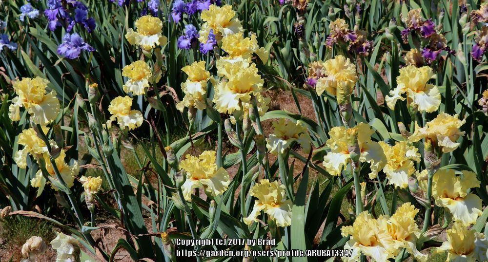 Photo of Tall Bearded Iris (Iris 'Shandygaff') uploaded by ARUBA1334
