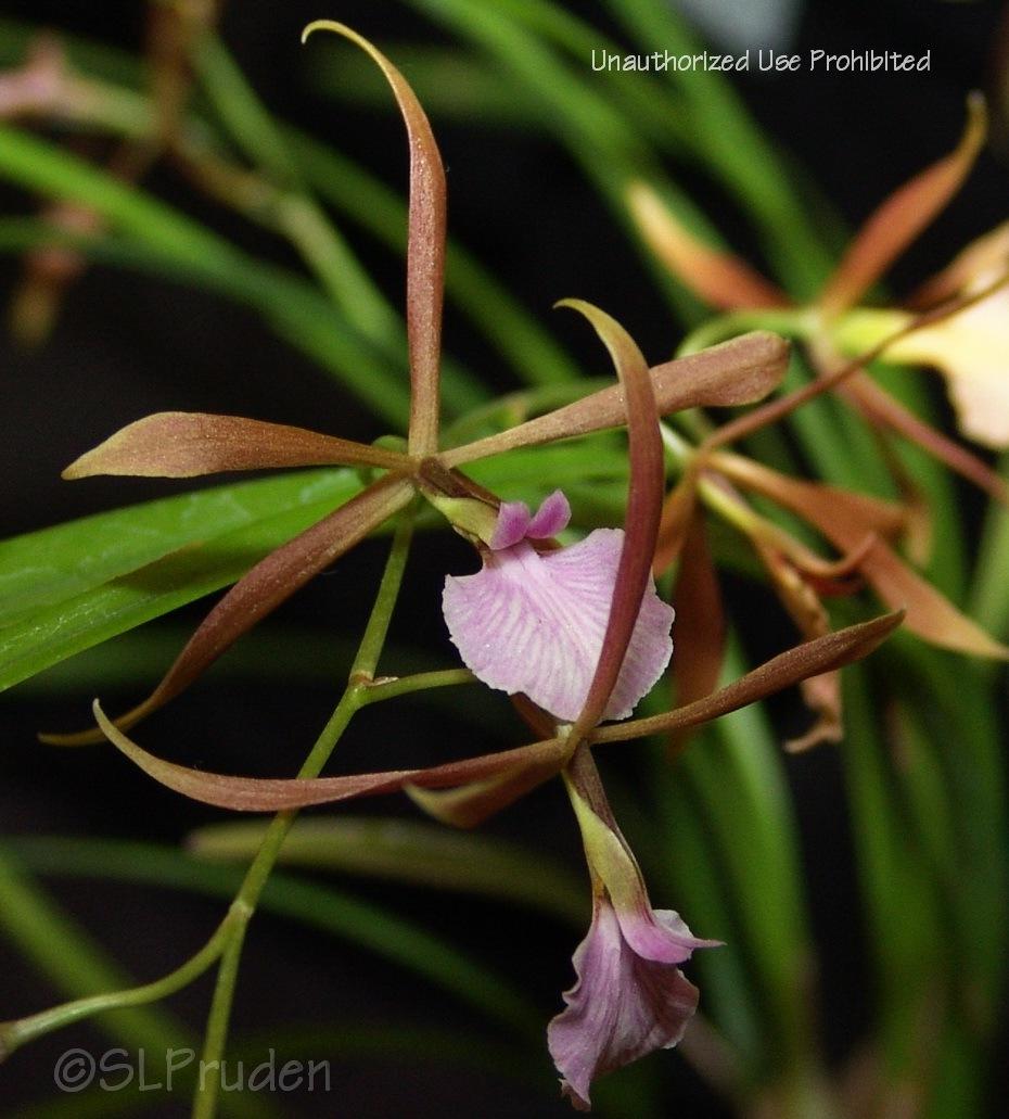 Photo of Ts Uyche (Encyclia bractescens) uploaded by DaylilySLP