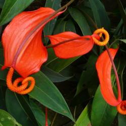 Location: Kula Botanical Garden, Maui
Date: 2015-05-17
3:04 pm. An eye-catching form of flower.