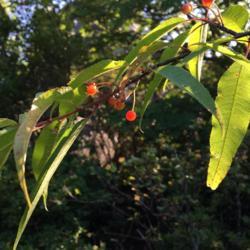 Location: northern Virginia in mountains
Date: August 2017
fruit and leaves