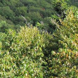 Location: Hawk Mountain Sanctuary in Pennsylvania
Date: 2015-08-27
the tops of trees on the cliffs