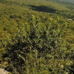 Location: Hawk Mountain Sanctuary in Pennsylvania
Date: 2015-08-27
a tree on the mountain cliffs