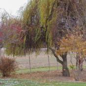 "Salix  'Golden Curls', 2014, Corkscrew Willow, SAY-licks, 30x15 