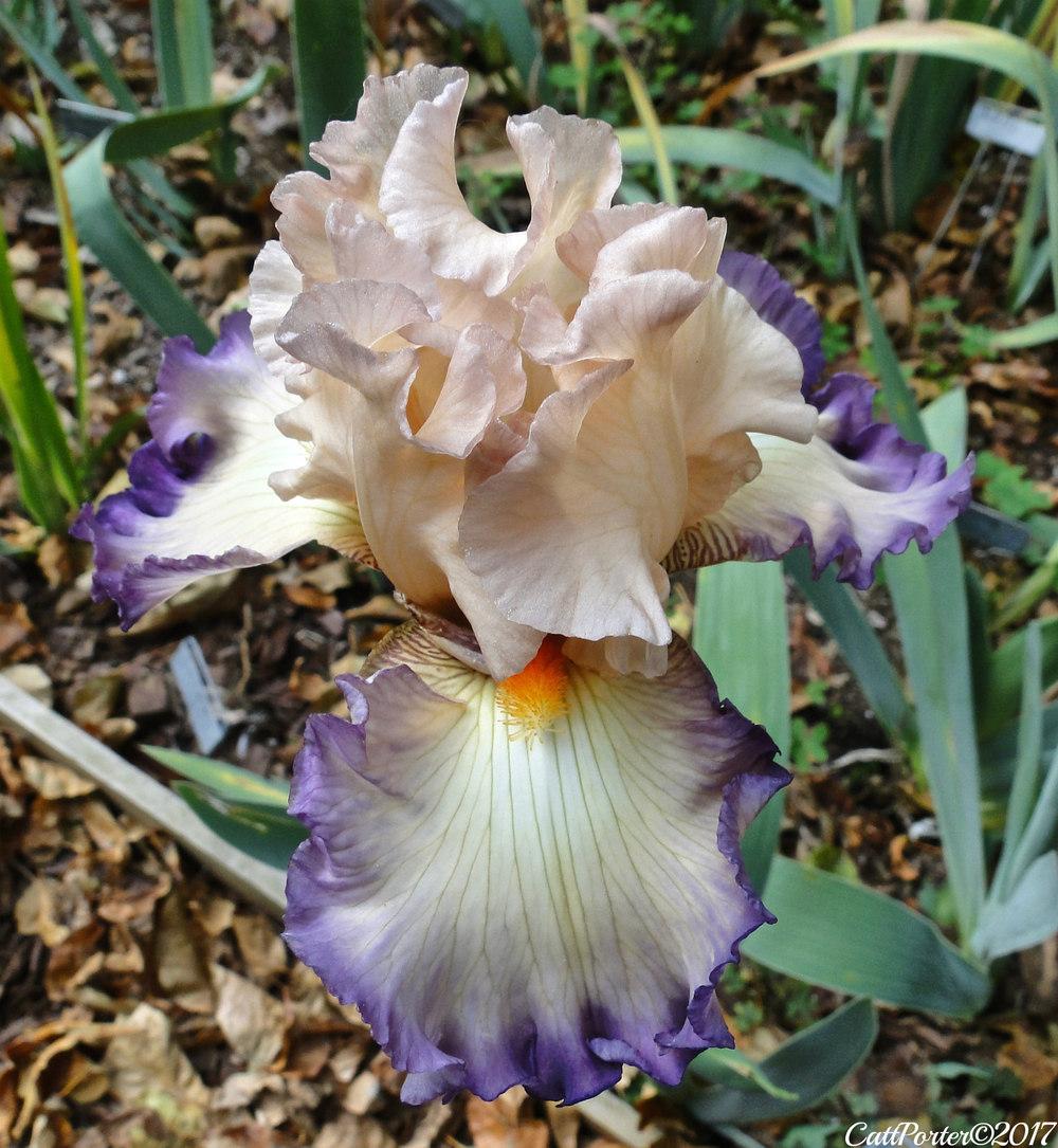 Photo of Tall Bearded Iris (Iris 'Ginny Mitchell') uploaded by golden_goddess