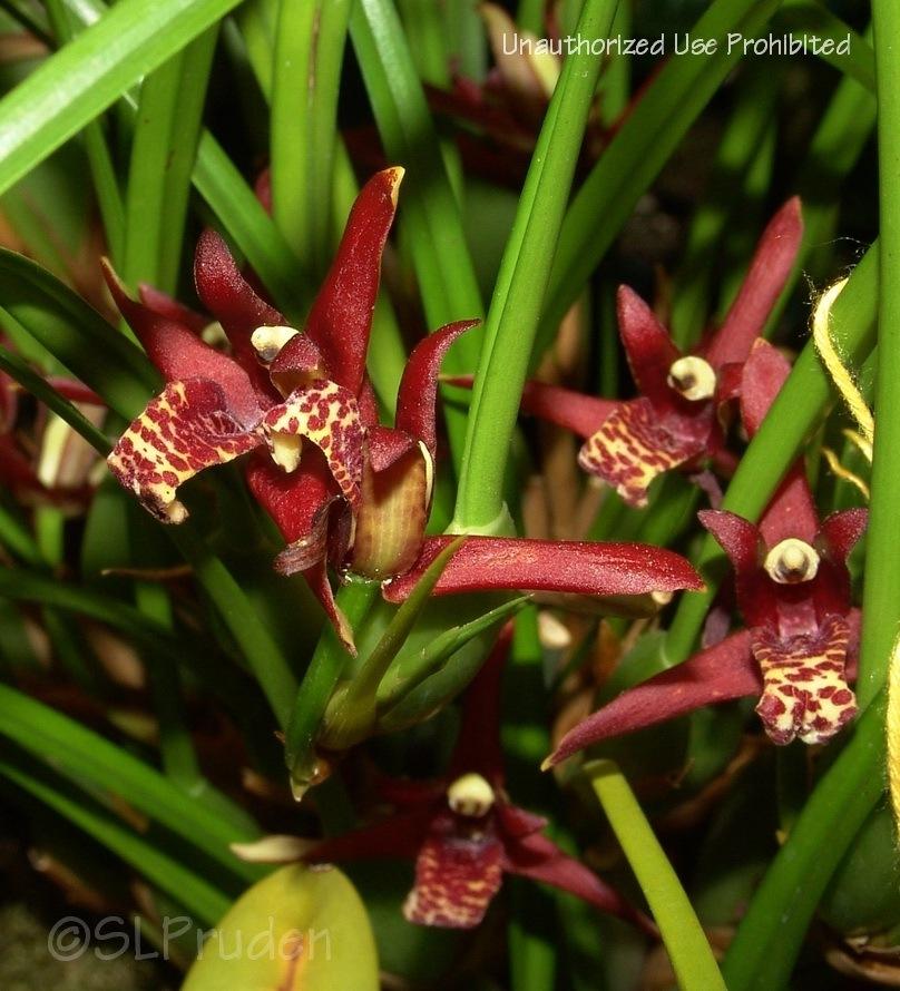 Photo of Coconut Orchid (Maxillaria tenuifolia) uploaded by DaylilySLP