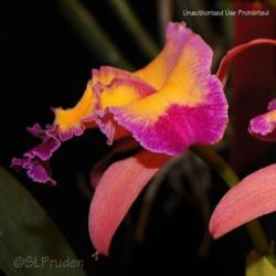 Location: Palm Sunday Orchid Show, MI
Date: 2013-03-24
SONY DSC