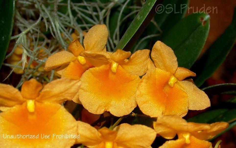 Photo of Orchid (Dendrobium lindleyi) uploaded by DaylilySLP