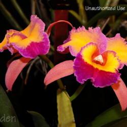 Location: Palm Sunday Orchid Show, MI
Date: 2013-03-24
SONY DSC