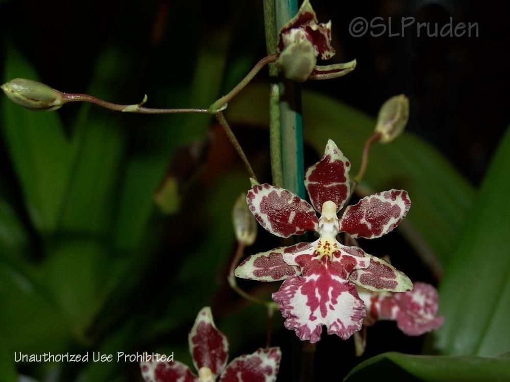 Photo of Orchid (Oncidesa Nanboh Waltz 'Boso Sweet') uploaded by DaylilySLP