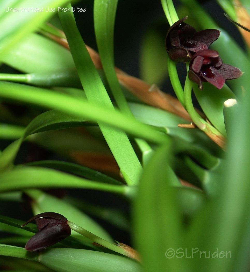Photo of Orchid (Maxillaria variabilis) uploaded by DaylilySLP