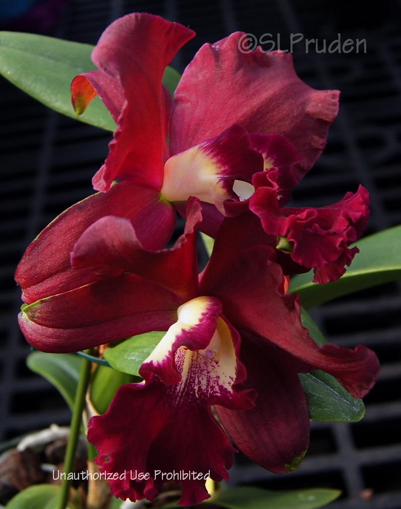 Photo of Orchid (Cattlianthe Ann Komine 'Breathless') uploaded by DaylilySLP