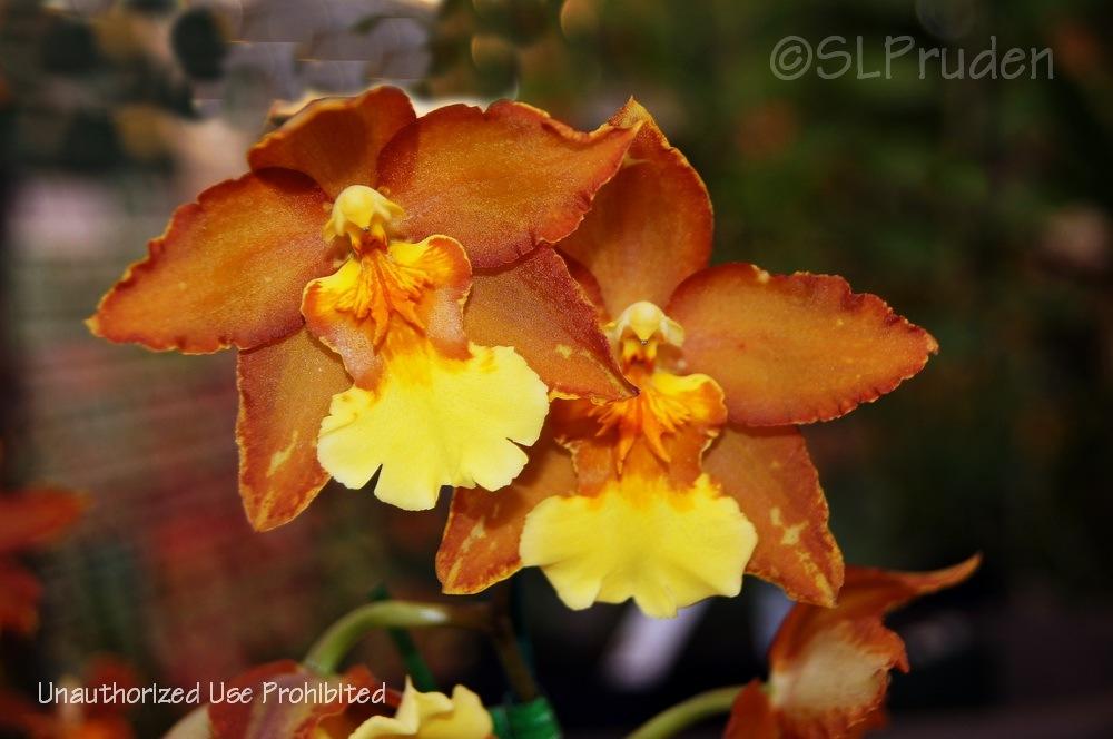 Photo of Orchid (Oncidium Hilda Plumtree 'Purple Wings') uploaded by DaylilySLP