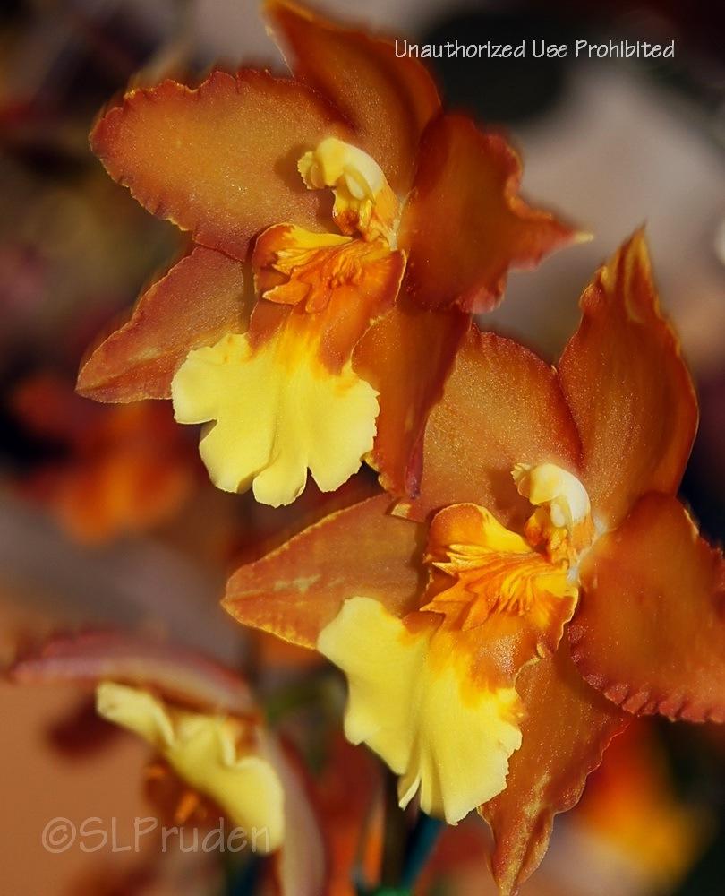 Photo of Orchid (Oncidium Hilda Plumtree 'Purple Wings') uploaded by DaylilySLP