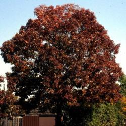 Location: Glen Ellyn, Illinois
Date: October in 1980's
full-grown tree in autumn color