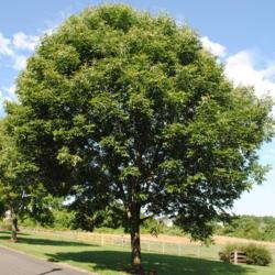 Location: Newtown Square, Pennsylvania
Date: 2010-07-27
a maturing planted tree in summer