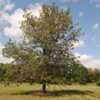 maturing tree in summer = Fraxinus tomentosa