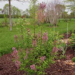 Location: Clinton, Michigan 49236
Date: 2014-05-17
Syringa x chinensis, Chinese Lilac, sur-ING-guh, 8x8 ft,Z3, rosy 