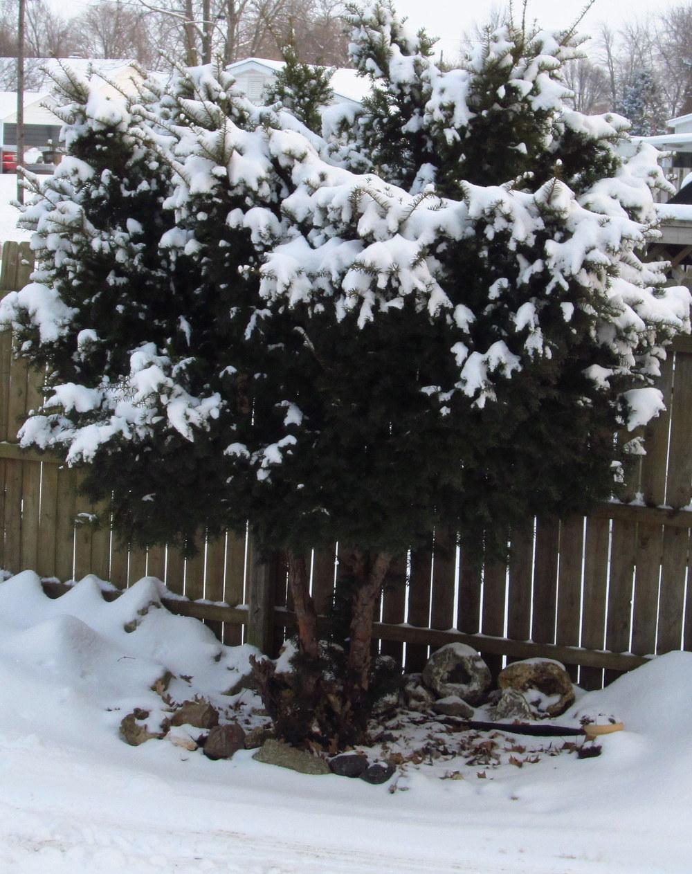 Photo of Common Yew (Taxus baccata) uploaded by jmorth