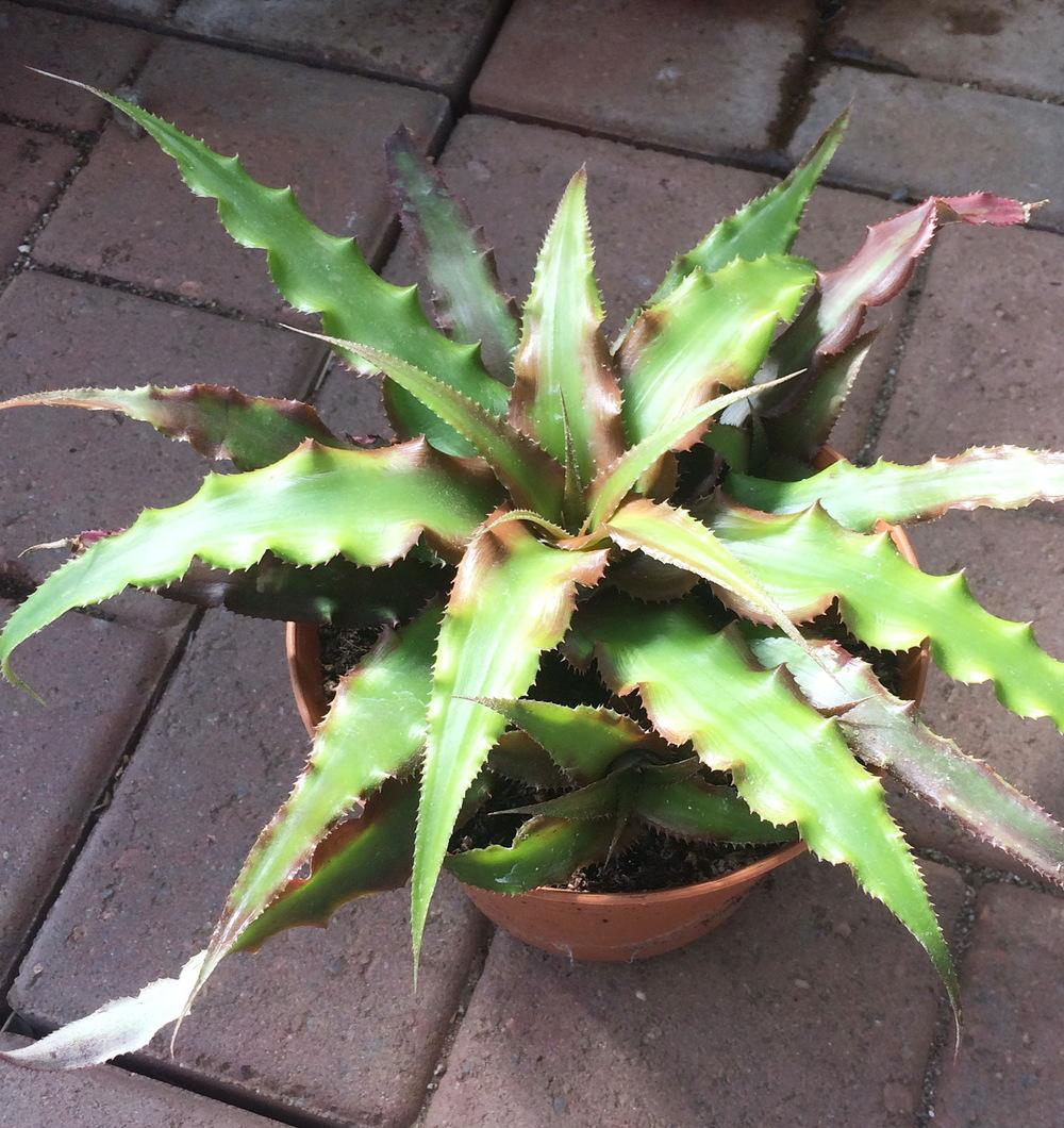 Photo of Cryptanthus 'Cascade' uploaded by plantmanager