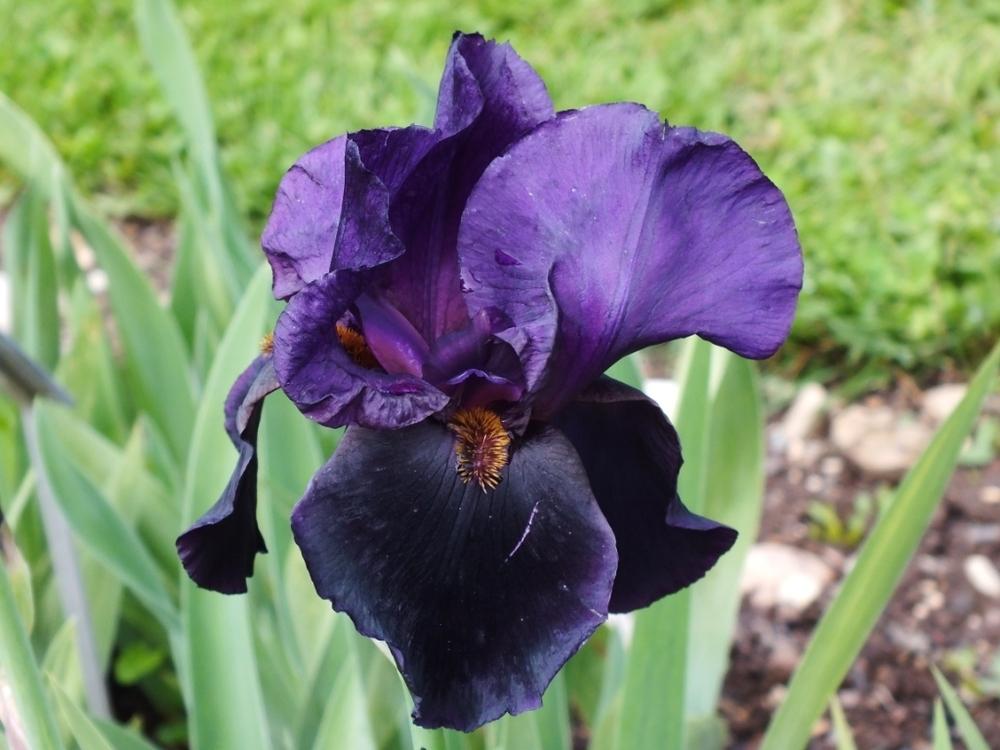 Photo of Tall Bearded Iris (Iris 'Black Swan') uploaded by sunnyvalley