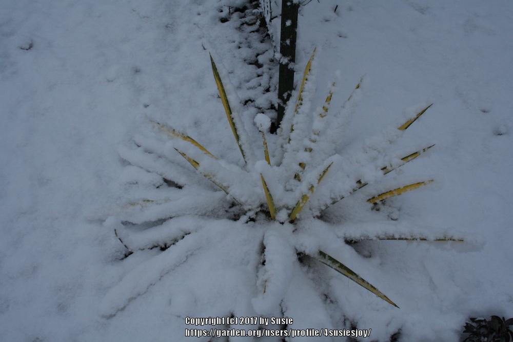 Photo of Adam's Needle (Yucca flaccida 'Golden Sword') uploaded by 4susiesjoy