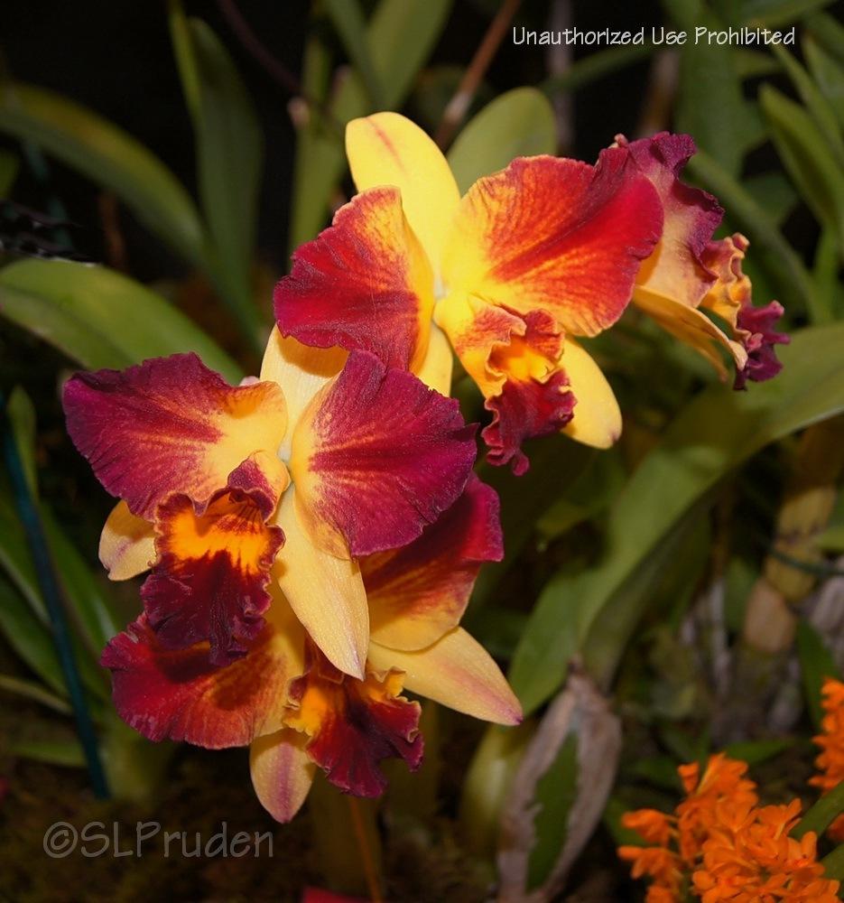 Photo of Orchid (Cattleya Fire Magic) uploaded by DaylilySLP