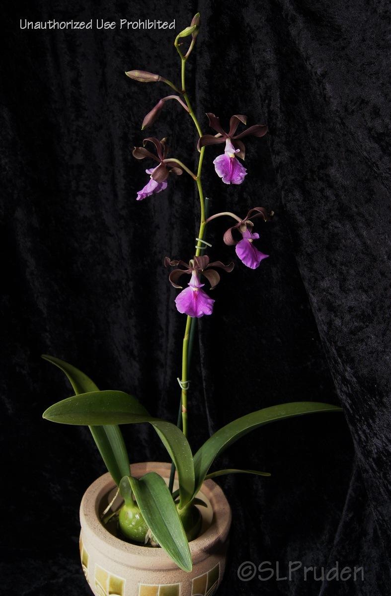 Photo of Orchid (Encyclia cordigera) uploaded by DaylilySLP
