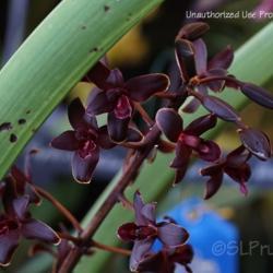 Location: Palm Sunday Orchid Show, MI
Date: 2016-03-20