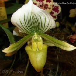 Location: Palm Sunday Orchid Show, MI
Date: 2006-04-09