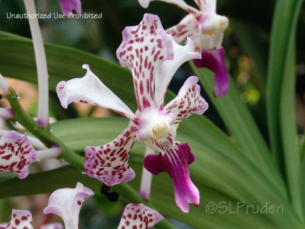 Photo of Orchid (Vanda tricolor) uploaded by DaylilySLP